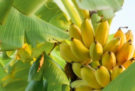 Bananentros aan een bananenboom